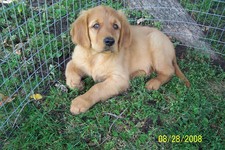 This puppy is two months old,  (compare the size with the one month old puppies)